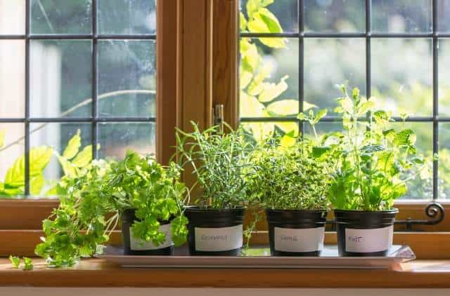 Windowsill herb garden