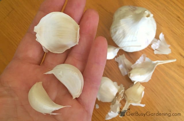 Breaking garlic bulb into individual cloves