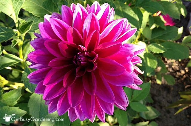 A magenta dahlia flower in my garden