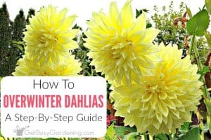 Overwintering Dahlias: How To Store Dahlia Tubers