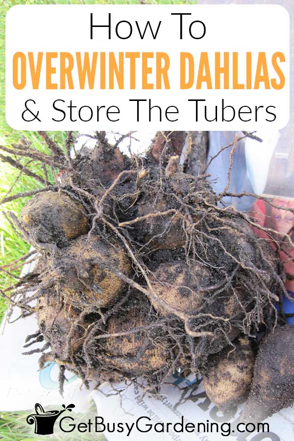 How To Overwinter Dahlias & Store The Tubers