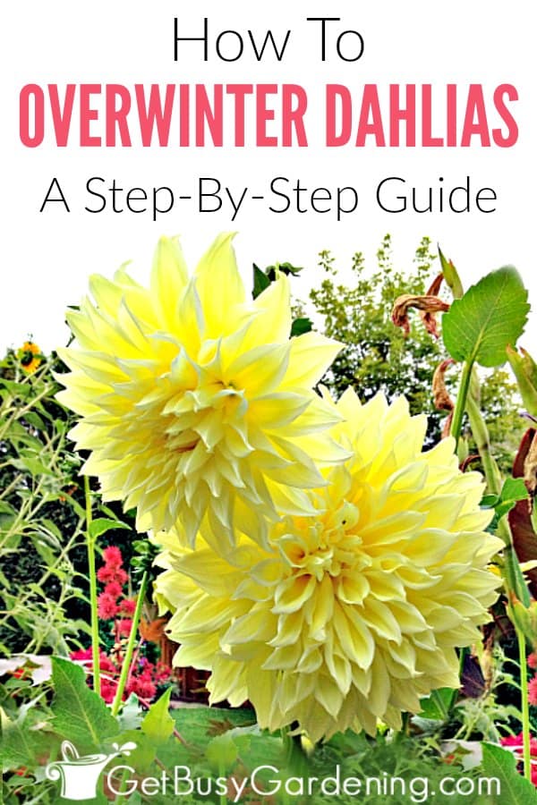 How To Overwinter Dahlias Store The Tubers 3 Easy Ways 