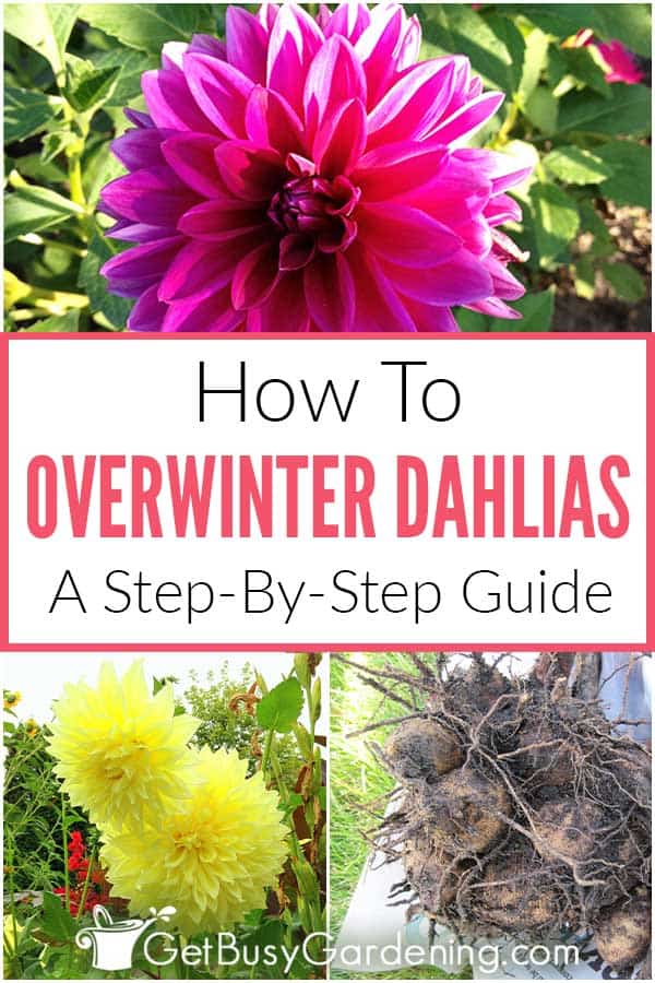 How To Overwinter Dahlias: A Step-By-Step Guide