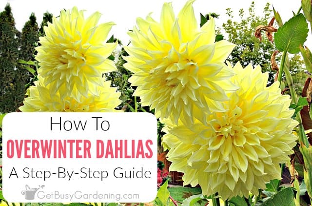 Overwintering Dahlias: How To Store Dahlia Tubers