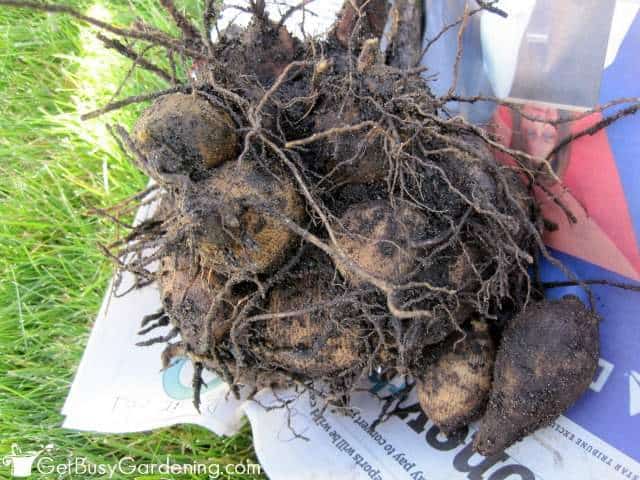 Bare-root dahlia bulbs ready for winter storage