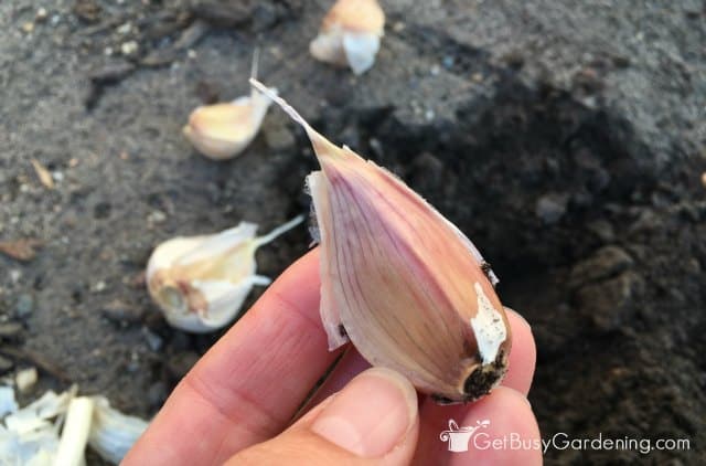Planting garlic cloves with pointy tip facing up
