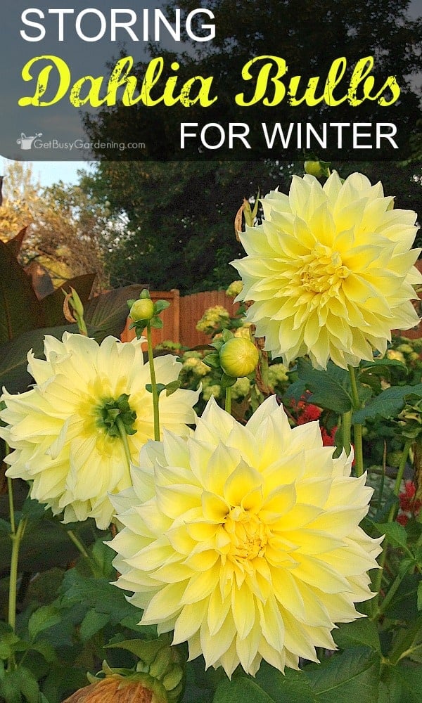 storing dahlia bulbs for winter a step by step guide storing dahlia bulbs for winter a step by step guide