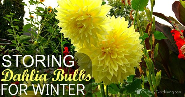storing dahlia bulbs for winter a step by step guide storing dahlia bulbs for winter a step by step guide