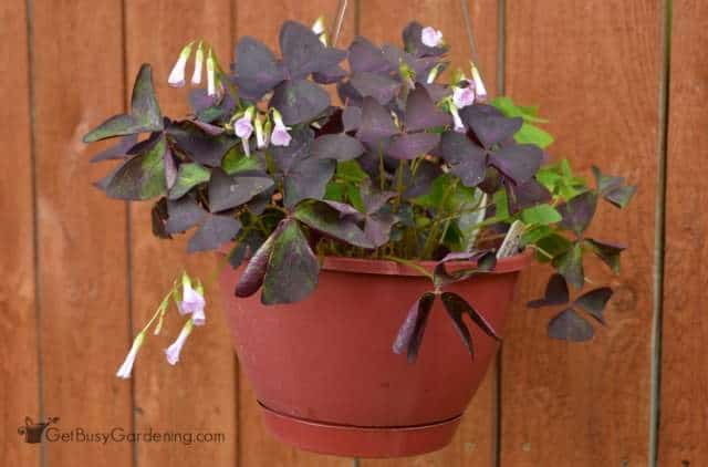 Purple Oxalis houseplant