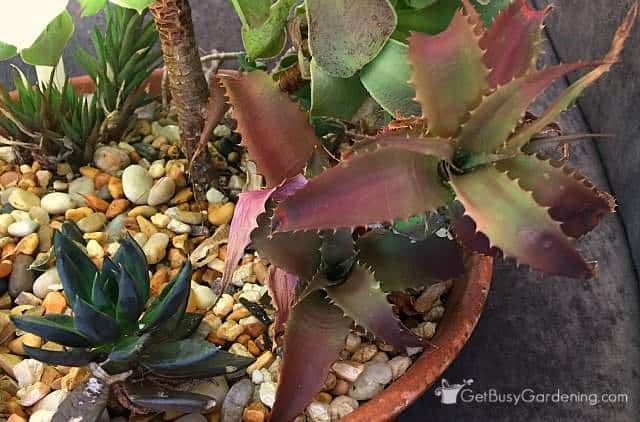 Two types of succulent houseplants with purple leaves