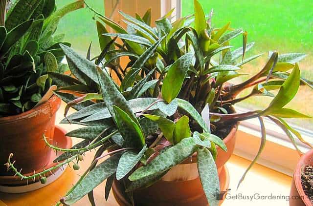 Silver Squill houseplant with purple under leaves