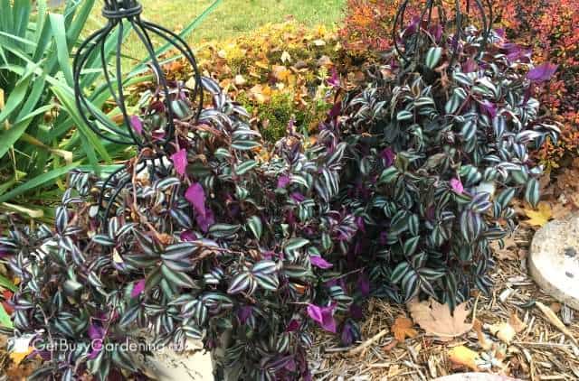 Wandering Jew plant with green and purple leaves