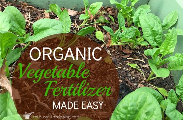 Organic Vegetable Fertilizer Made Easy Get Busy Gardening - 