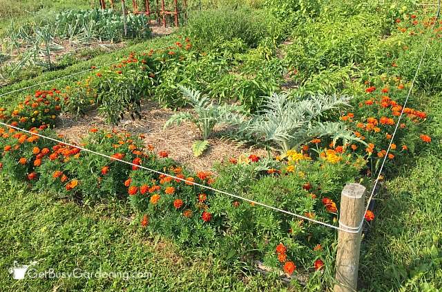 Community garden plot