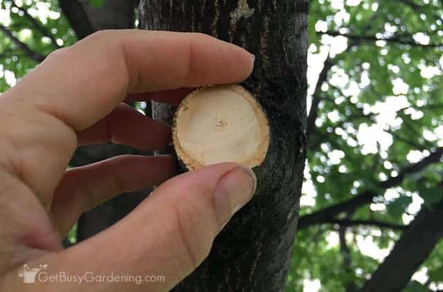 Thick branch easily cut by the lopper