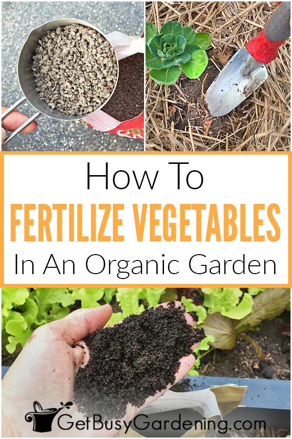 How To Fertilize Vegetables In An Organic Garden
