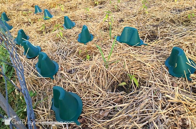 Getting ready to install hydroRoot plant watering devices