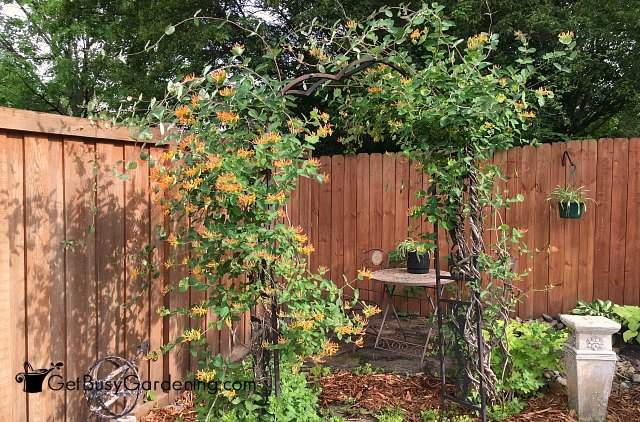 Honeysuckle