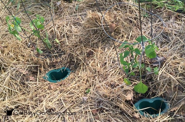 HydroRoot installed by tomatillos