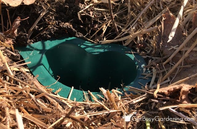 HydroRoot installed next to pepper plant