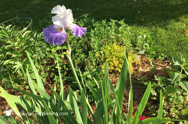 Iris after pruning