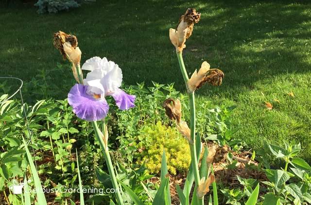 Iris before pruning