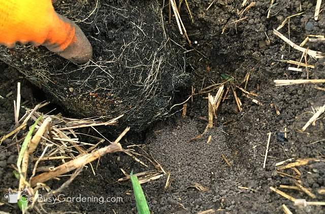 Pour fertilizer into hole when planting