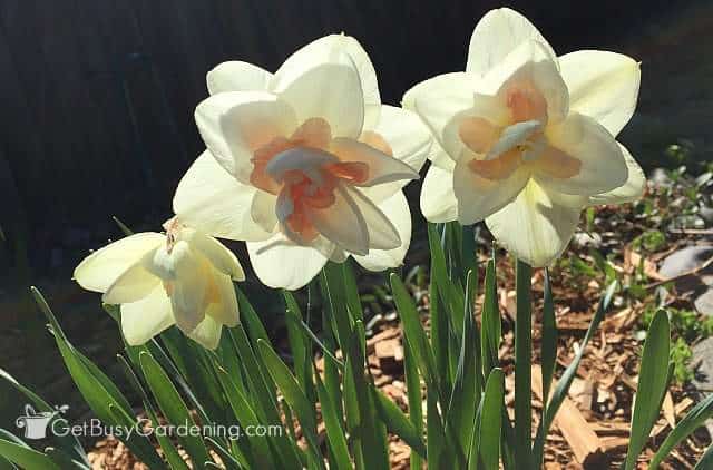 Prune spring bulbs after the flowers fade