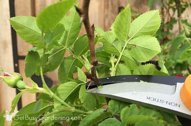 Pruning roses
