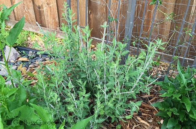 Russian sage after pruning