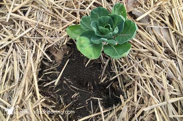 Top dressing vegetable plants