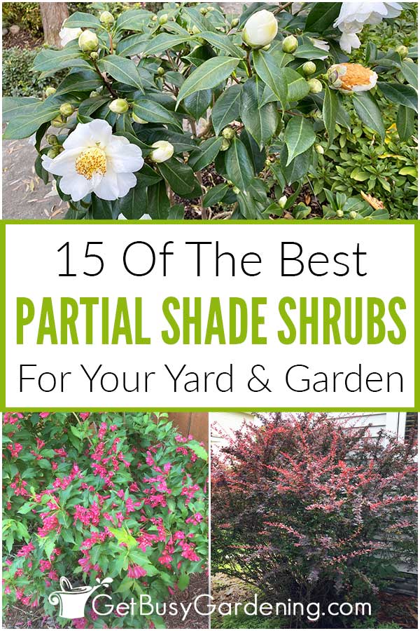 15 Of The Best Partial Shade Shrubs For Your Yard & Garden