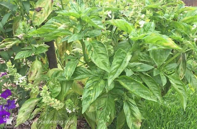 Basil ready to harvest