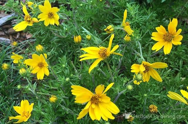 Bidens Popstar yellow annual flowers