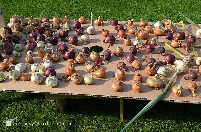 Curing onions after harvesting