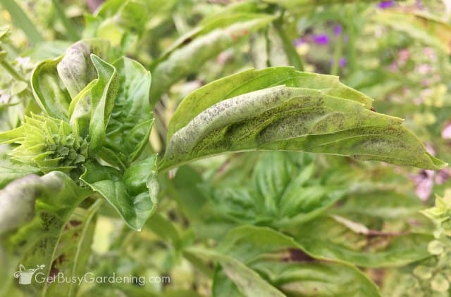 Discard any diseased basil leaves