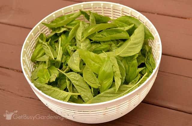 Fresh harvest of basil leaves