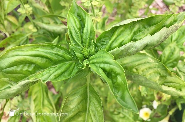 Harvesting basil leaves