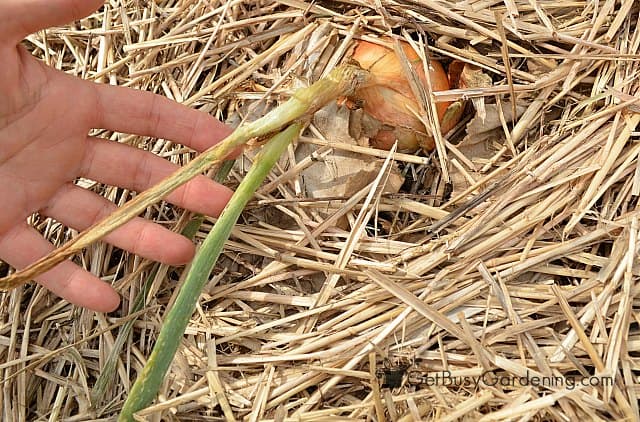 Harvesting onions