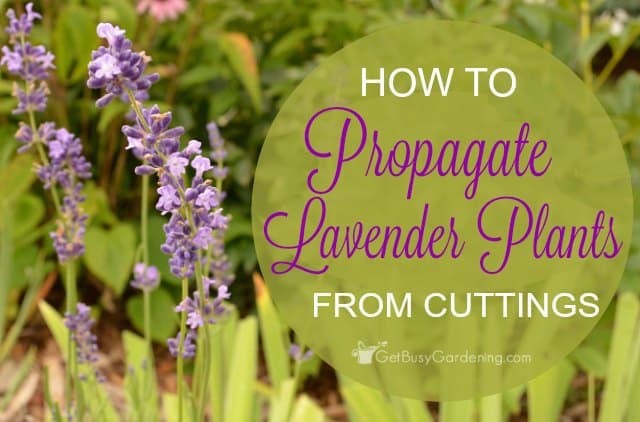 grow lavender from cuttings