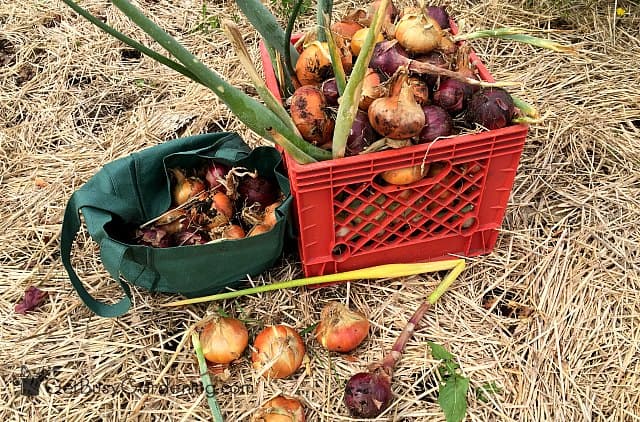 Huge onion harvest