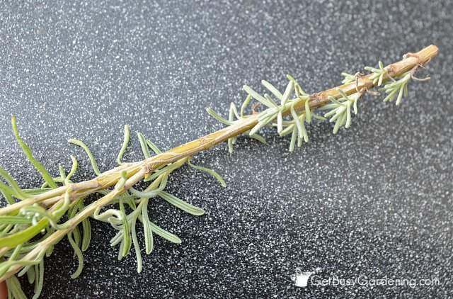Lavender cutting with several leaves on the bottom
