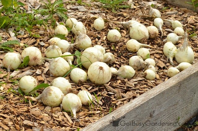 Leave onions in the garden