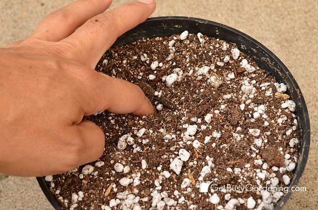 Making a hole in propagation soil with my finger