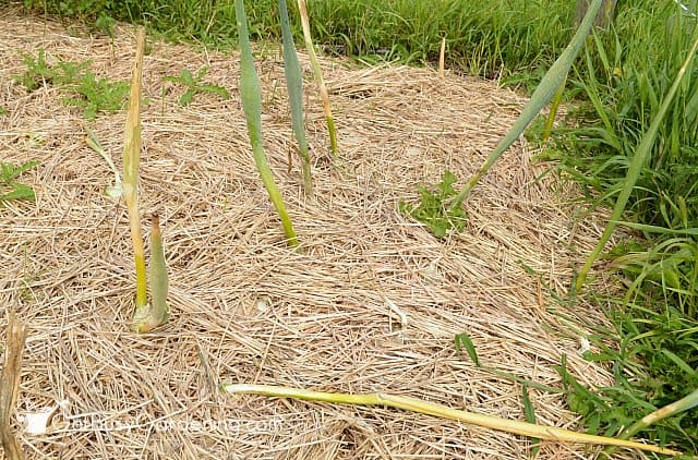 Onions just about ready to be harvested
