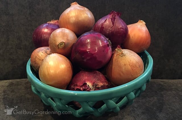 Onions ready for storage