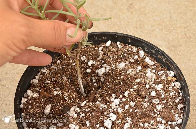 how-to-propagate-lavender-from-cuttings-for-the-home-garden-growing