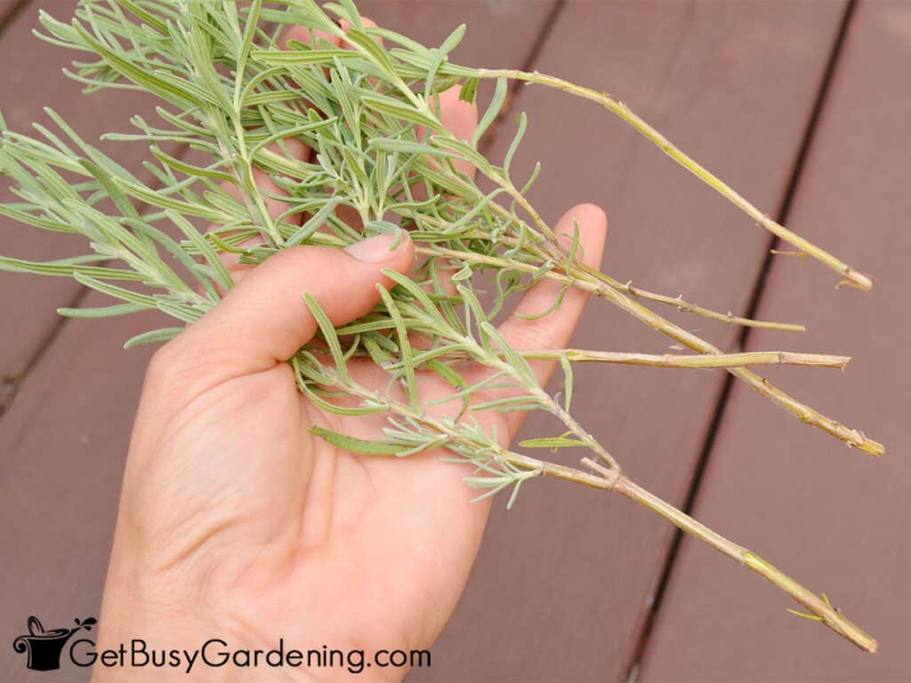 Propagating Lavender Cuttings In Soil Or Water Get Busy Gardening