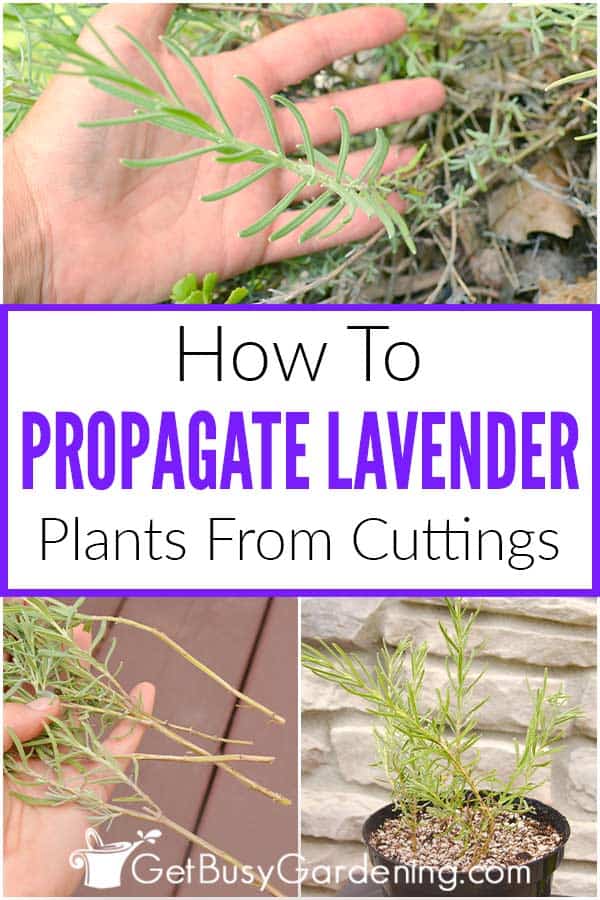 How To Propagate Lavender Plants From Cuttings