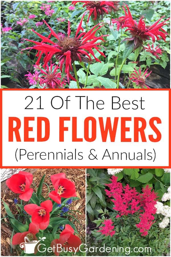 21 Of The Best Red Flowers (Perennials & Annuals)
